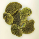 Ciuperci copac uscate decorative verde