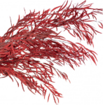 Eucalipt stabilizat Nicoly rosu set HQ