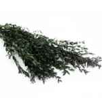 Eucalipt stabilizat Parv. verde 70cm