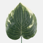 Philodendron frunza artificiala 43cm