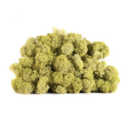 Licheni stabilizati Verde Oliv 200g-4kg