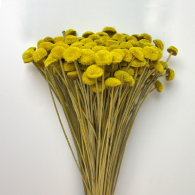 Flori uscate Nasturel Galben 50cm - imagine 1