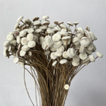 Flori uscate Nasturel Alb natur 50cm