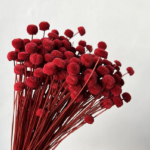 Flori uscate Nasturel Rosu 50cm