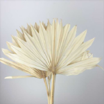 Frunze Palmier Soare mini albite set x7