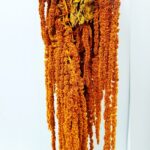 Amaranthus prep. caramiziu set 200g