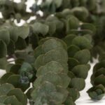 Eucalipt stabilizat Baby Blue verde 65cm