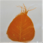 Frunze voal oranj set 100buc