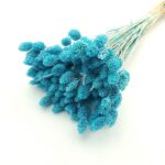 Phalaris albastru azur 50cm