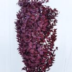 Ruscus stabilizat prep. Burgundy 60cm