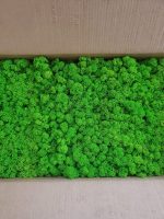 Licheni Canopy GreenApple 500g - imagine 3