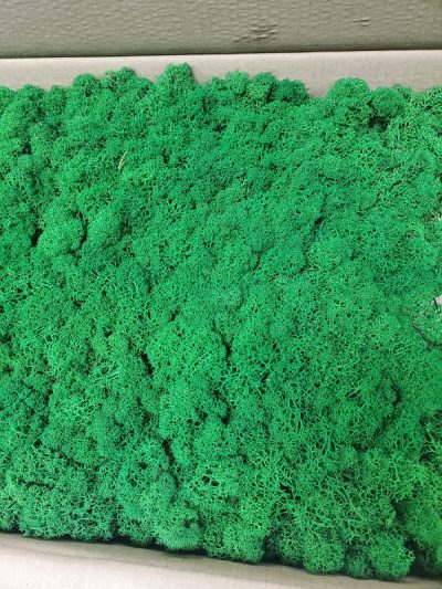 Google Keyword Planner