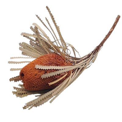Floare uscata Banksia Oranj 1buc