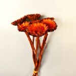 Floare uscata Protea margareta oranj set x7