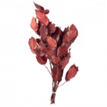 Salal stabilizat burgundy 40cm