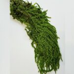 Amaranthus prep. Verde set 400g