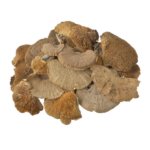 Ciuperci copac uscate decorative natur