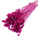 Phalaris bordo set 80g