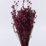 Planta de In bordo 50cm