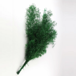 Asparagus Spring verde inchis 70cm