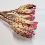 Floare uscata Protea crem-roz set x8