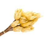 Floare uscata Protea mini natur set x8