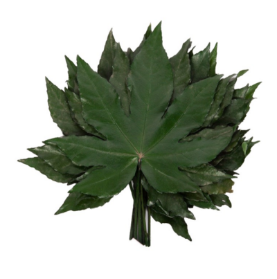 Aralia frunze stabilizate verde set 10buc