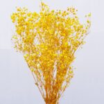 Floarea miresei stabilizata Galben set 40g