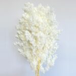 Feriga stabilizata, MING ivory 60cm