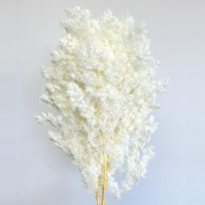 Feriga stabilizata, MING ivory 60cm