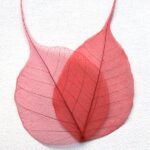 Frunze voal rosu set 100buc