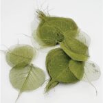 Frunze voal verde forest set 100buc