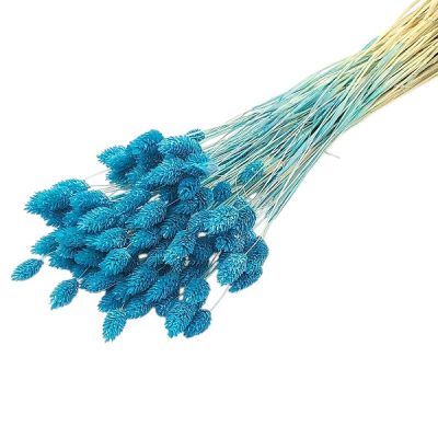 Phalaris albastru 50cm