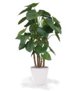 Alocasia copac artificial 165cm - imagine 2