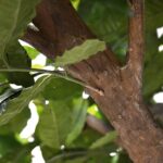 Arbore de cafea artificial 320cm - imagine 3