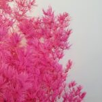 Feriga MING fucsia 50cm set 30g