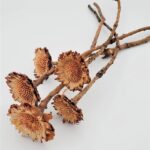 Floare uscata Protea margareta mini natur set x8