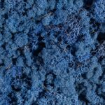 Licheni stabilizati Deep Blue 200g-500g