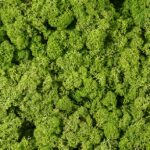 Licheni stabilizati Green Moss 200g-4kg