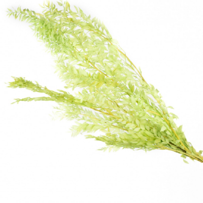 Ruscus stabilizat verde mar 70cm 120g - imagine 2