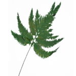 Feriga stabilizata Columbia verde set