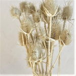 Dipsacus scai uscat albit set 50g