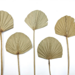 Frunze Palmier rotund Natur x6