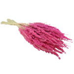 Grau uscat Trigo Roz intens set 50g