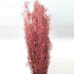 Iarba uscata Briza 60cm roz antic