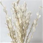 Lunaria mini albita set 60cm