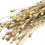 Nigella mini set 50cm Auriu