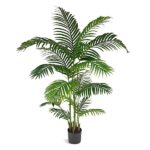 areca palm 160