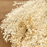 Flori uscate Broom Bloom Ivory 100g