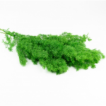 Feriga stabilizata MING Verde neon 60cm